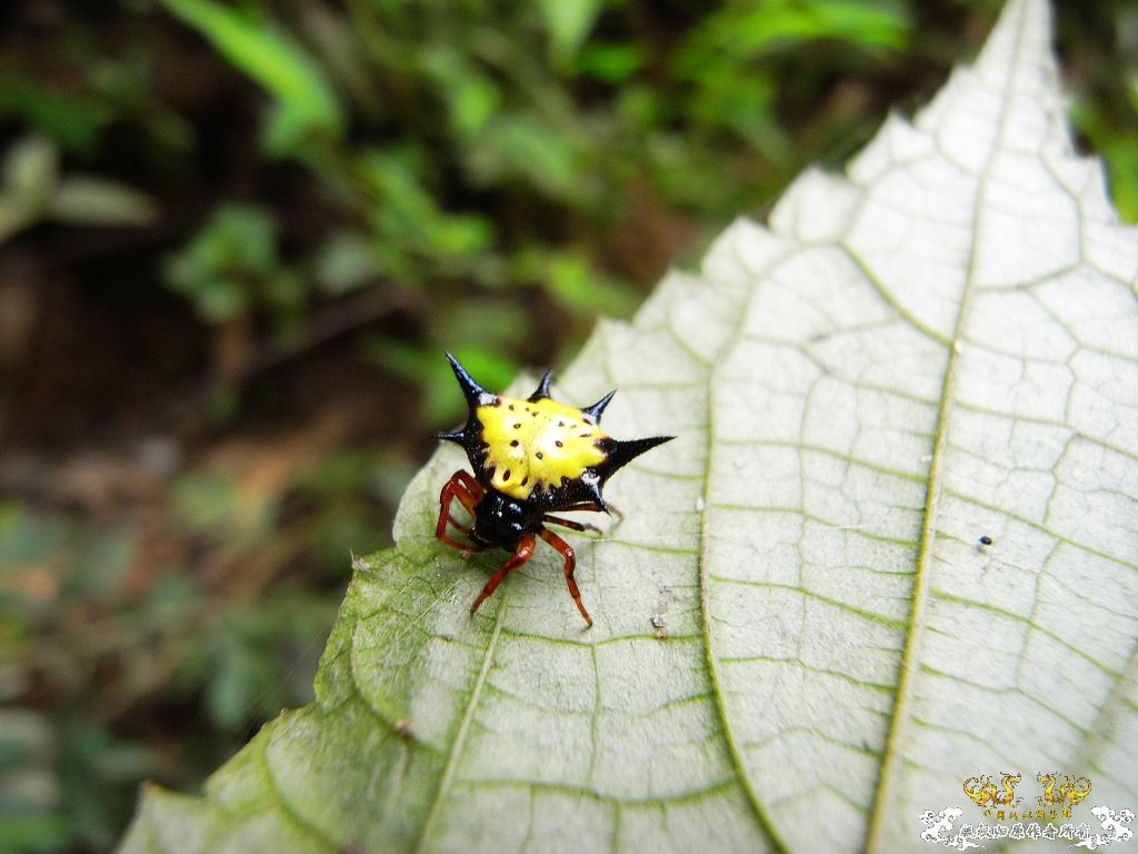 [贴图][原创]毒物