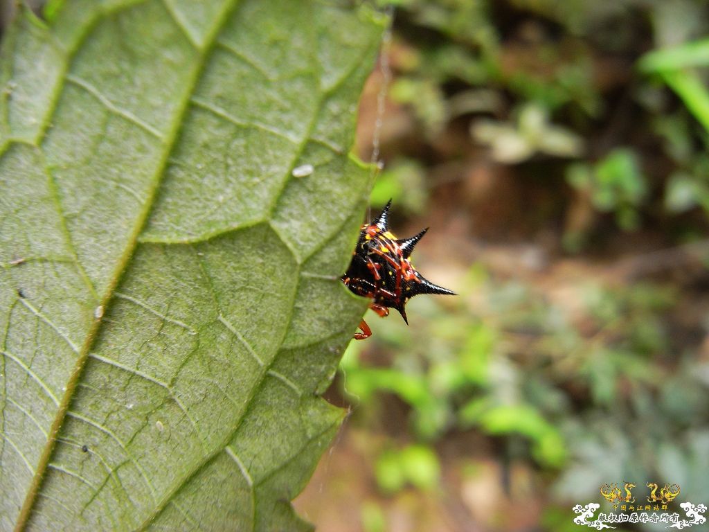 [贴图][原创]毒物