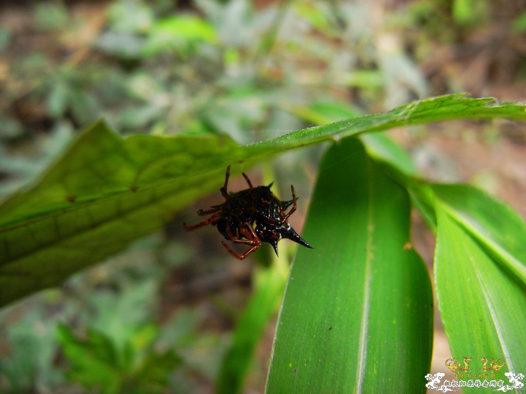 [贴图][原创]毒物