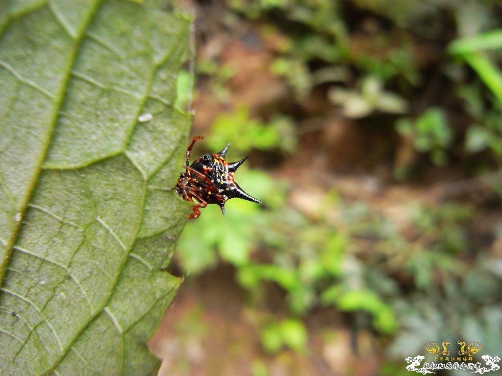 [贴图][原创]毒物