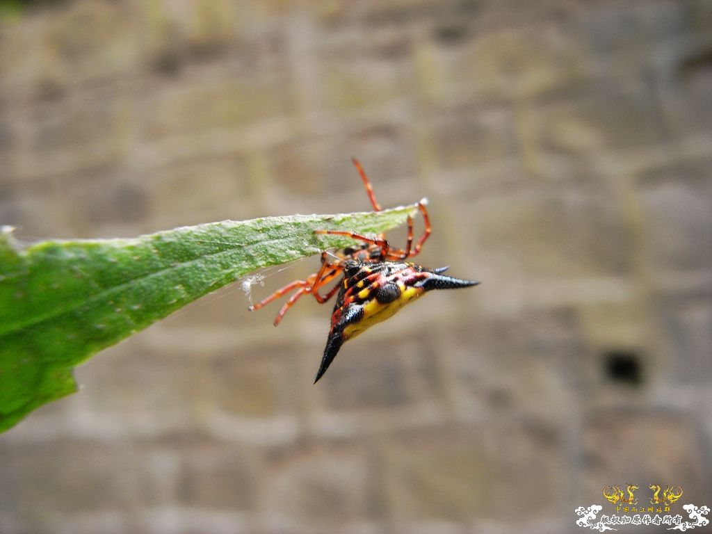 [贴图][原创]毒物
