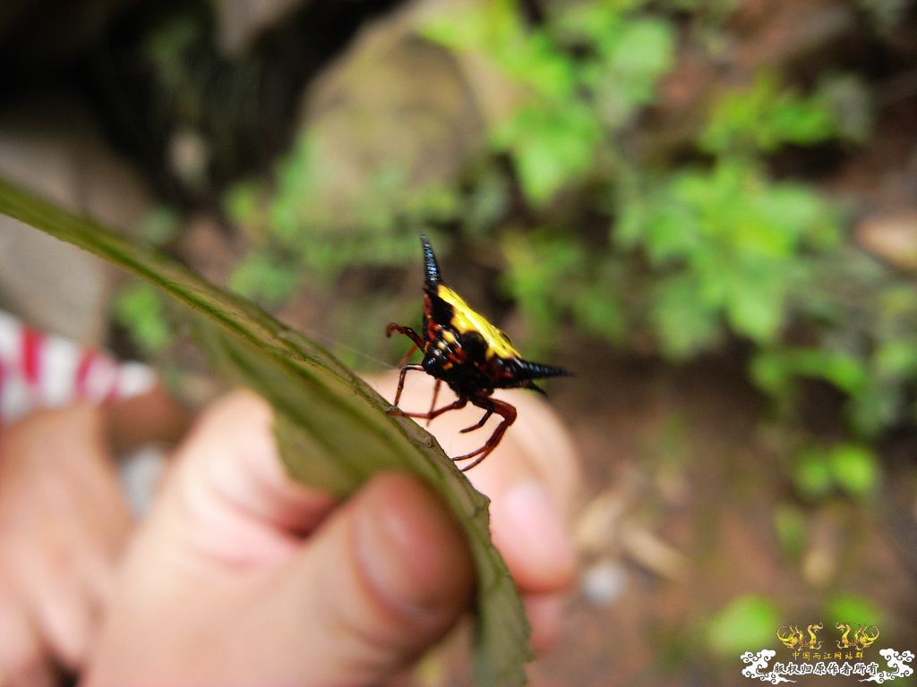 [贴图][原创]毒物