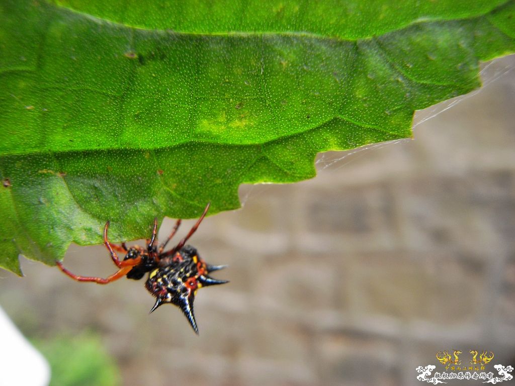 [贴图][原创]毒物
