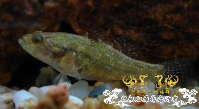 [求助]海南新沙塘鳢 Neodontobutis hainanensis (Chen，1985)