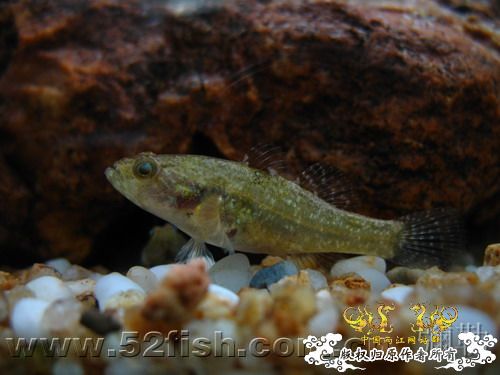 [求助]海南新沙塘鳢 Neodontobutis hainanensis (Chen，1985)