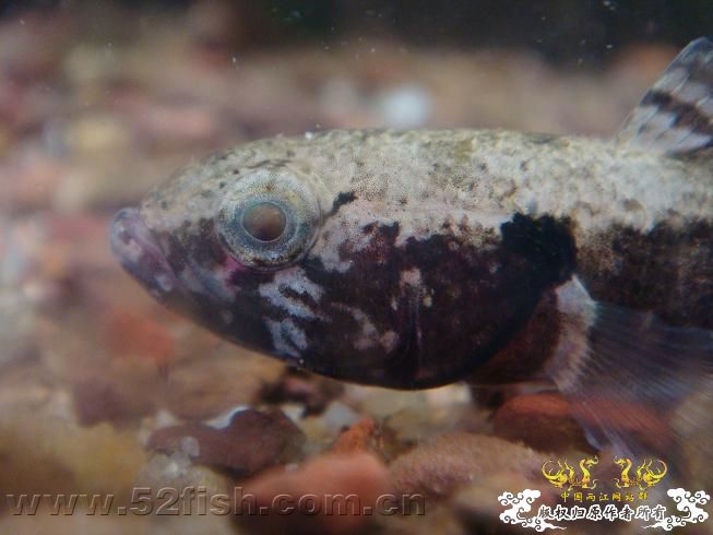 [求助]海南新沙塘鳢 Neodontobutis hainanensis (Chen，1985)