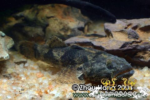 [求助]海南新沙塘鳢 Neodontobutis hainanensis (Chen，1985)