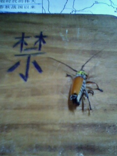 [注意]飞到教室里的虫子