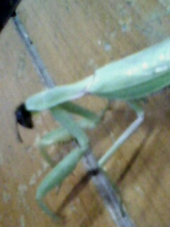 [注意]飞到教室里的虫子