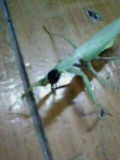 [注意]飞到教室里的虫子