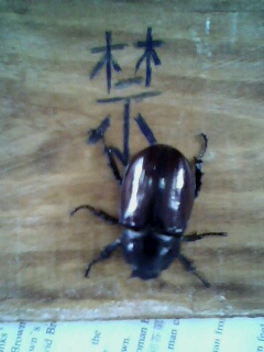 [注意]飞到教室里的虫子