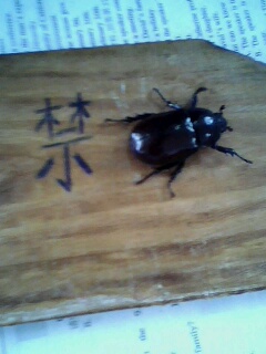 [注意]飞到教室里的虫子