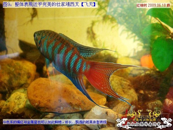 [分享]“壮家黑叉”小议