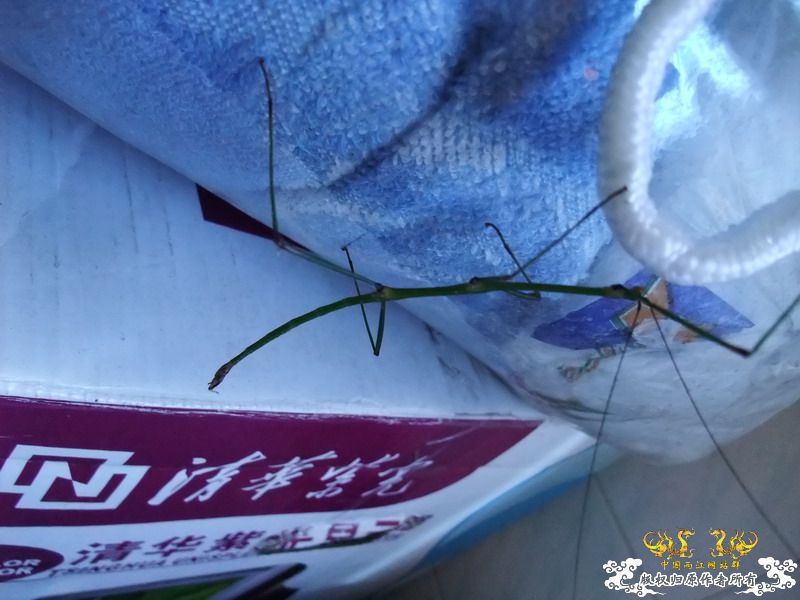 意外看到的也不知道是不是竹节虫