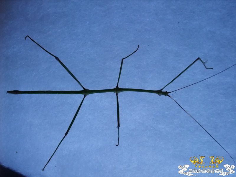 意外看到的也不知道是不是竹节虫