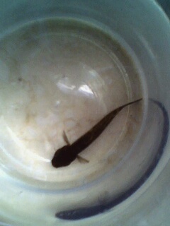 这是什么虾虎?很小