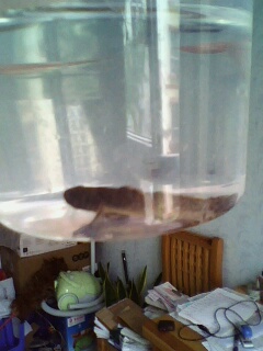 这是什么虾虎?很小