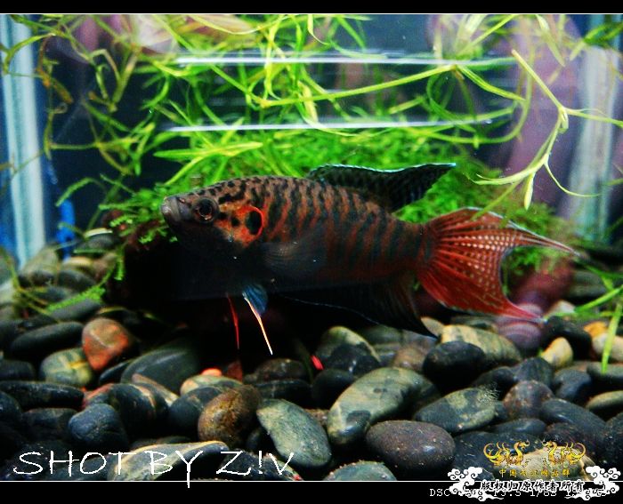 [贴图]--◇◆--臭美的XX--◆◇--