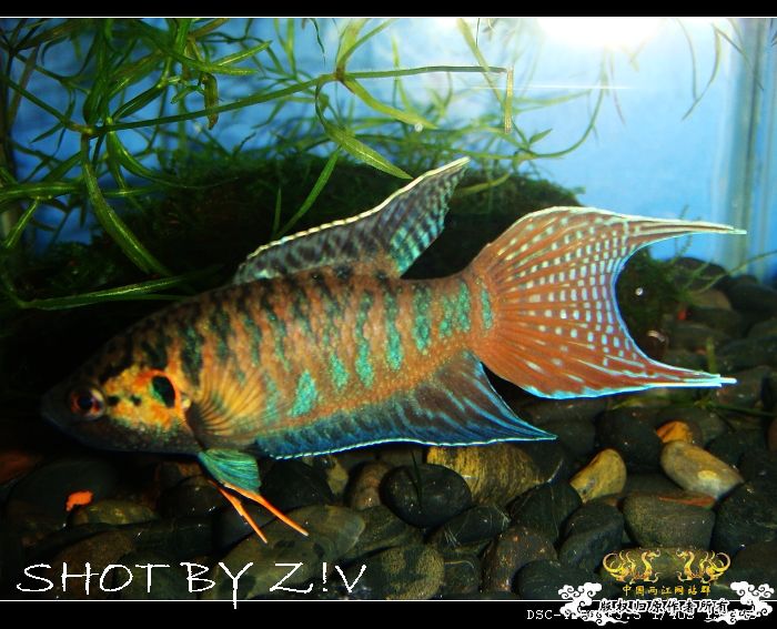 [贴图]--◇◆--臭美的XX--◆◇--