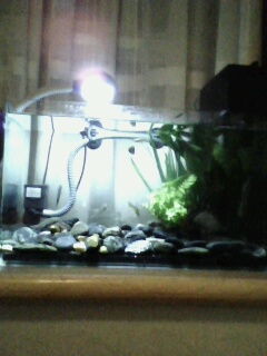 [原创]自己弄个缸,原生.那几条小鱼是什么?