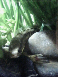 [原创]自己弄个缸,原生.那几条小鱼是什么?