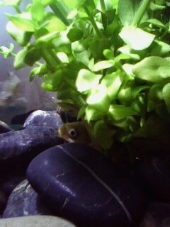 [原创]自己弄个缸,原生.那几条小鱼是什么?