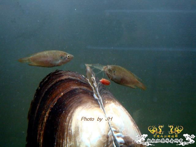 [原创]各怀鬼胎