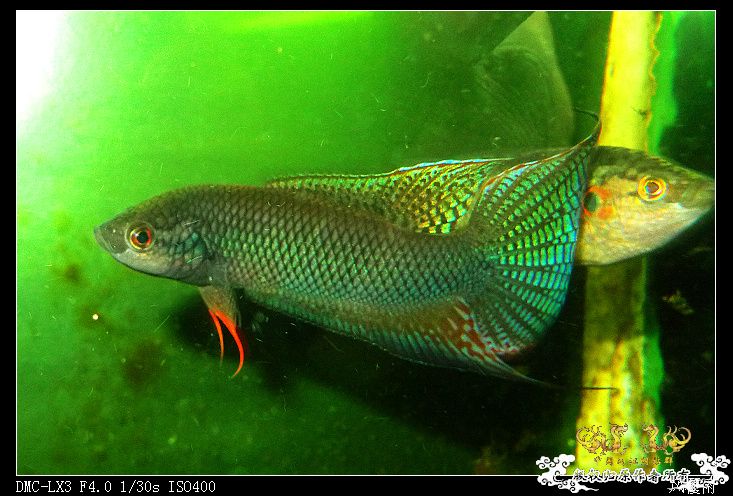 [原创]越南小伙子