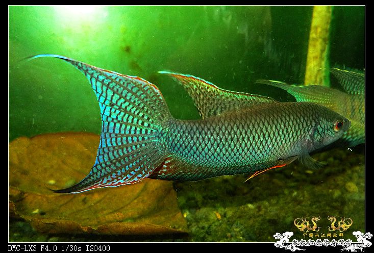 [原创]越南小伙子