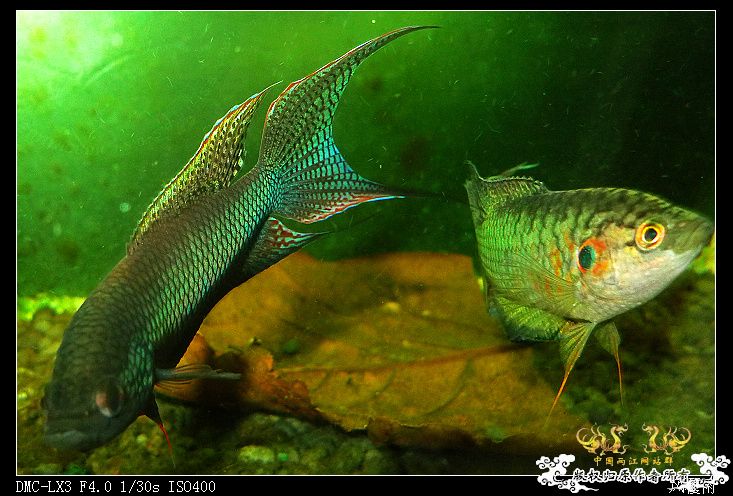 [原创]越南小伙子