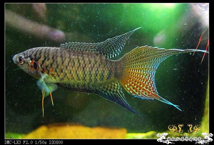 [原创]珠海普杂HK母