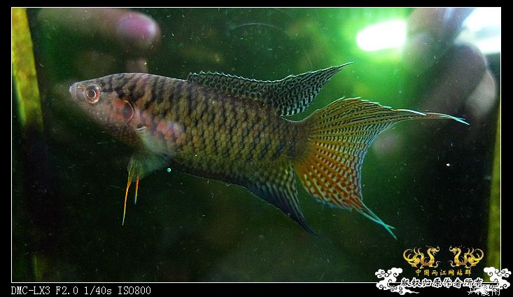 [原创]珠海普杂HK母