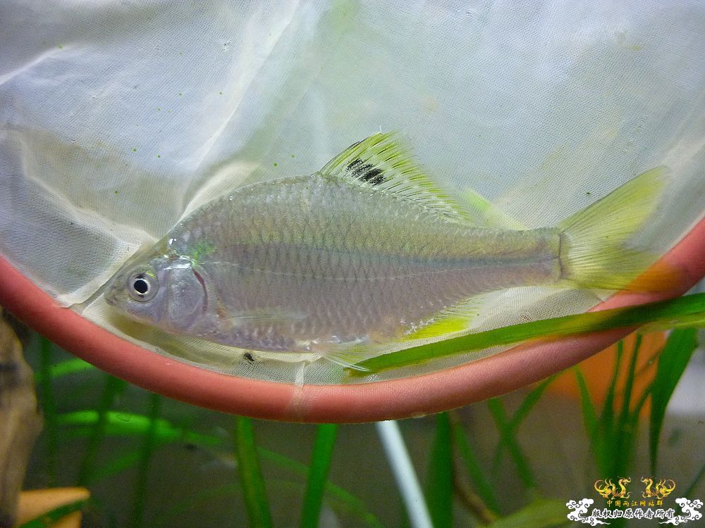 鳑鮍清晰图之多鳞鱊