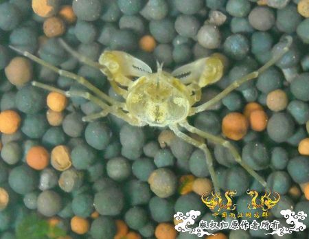 到底是什么品种  高手来回答下啊