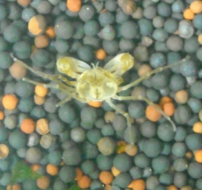 到底是什么品种  高手来回答下啊