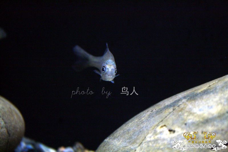 一组鳑鮍