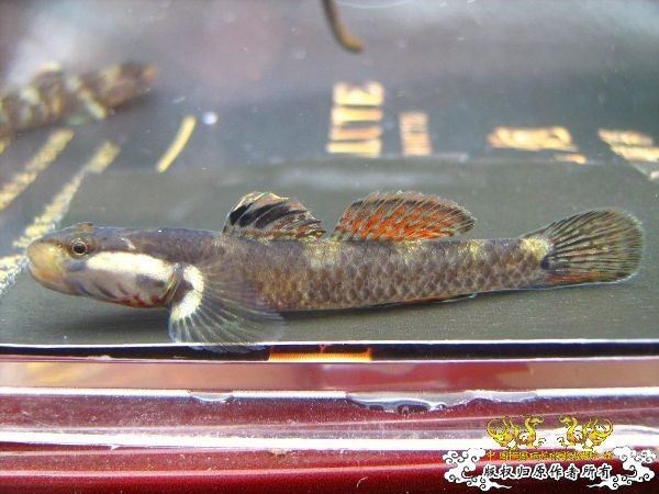 征集帖  征集大家手上的宝贝照片了