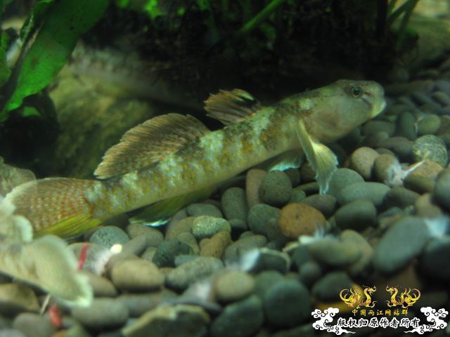 征集帖  征集大家手上的宝贝照片了