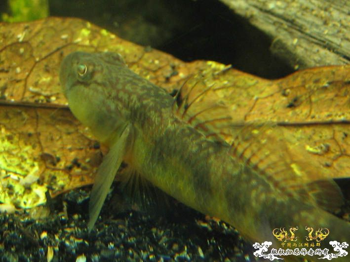 一组波氏+两张斑点攀鲈+几张缸景【CNFISH老帖重发】