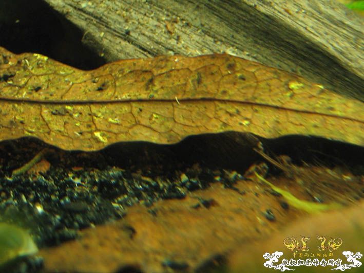 一组波氏+两张斑点攀鲈+几张缸景【CNFISH老帖重发】