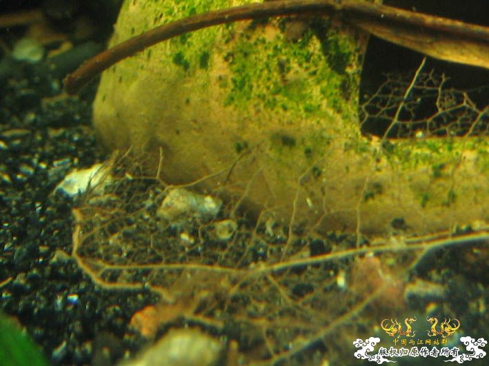 一组波氏+两张斑点攀鲈+几张缸景【CNFISH老帖重发】