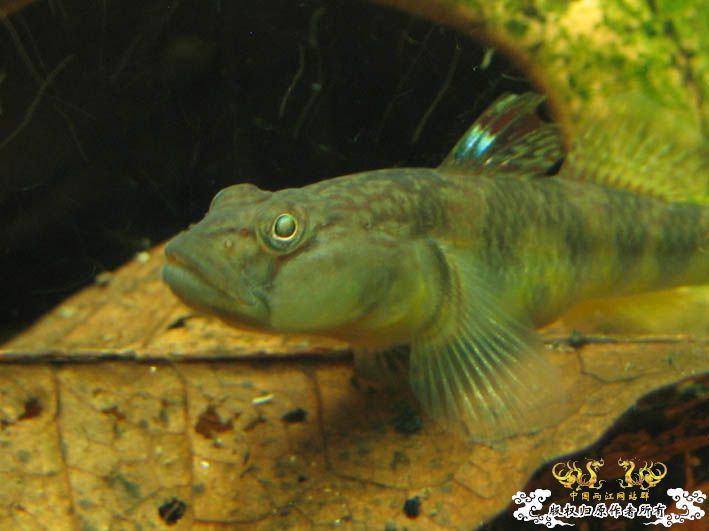 一组波氏+两张斑点攀鲈+几张缸景【CNFISH老帖重发】