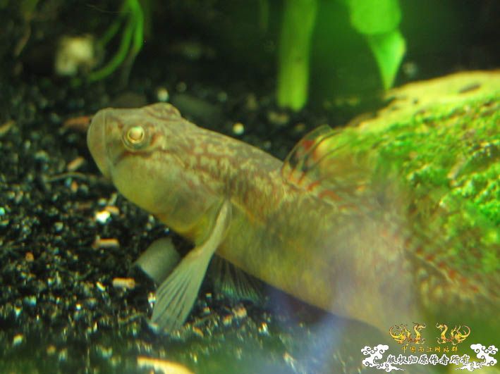 一组波氏+两张斑点攀鲈+几张缸景【CNFISH老帖重发】