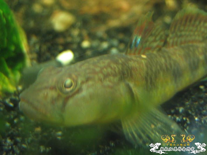 一组波氏+两张斑点攀鲈+几张缸景【CNFISH老帖重发】