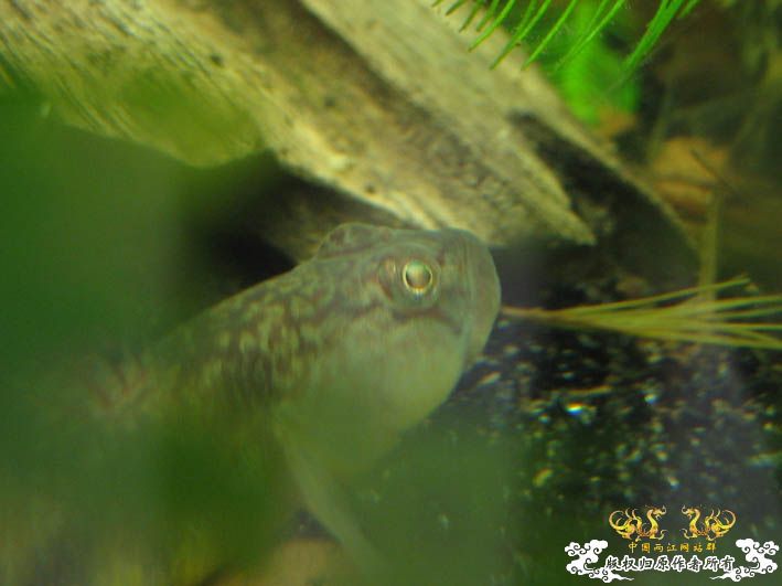 一组波氏+两张斑点攀鲈+几张缸景【CNFISH老帖重发】