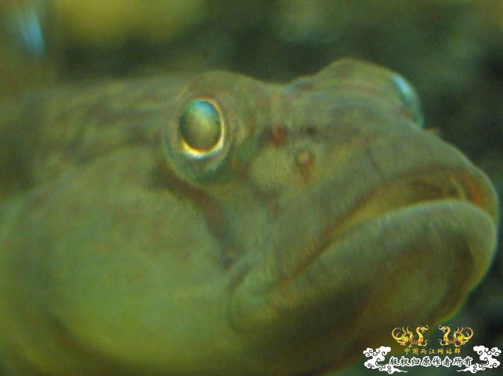 一组波氏+两张斑点攀鲈+几张缸景【CNFISH老帖重发】