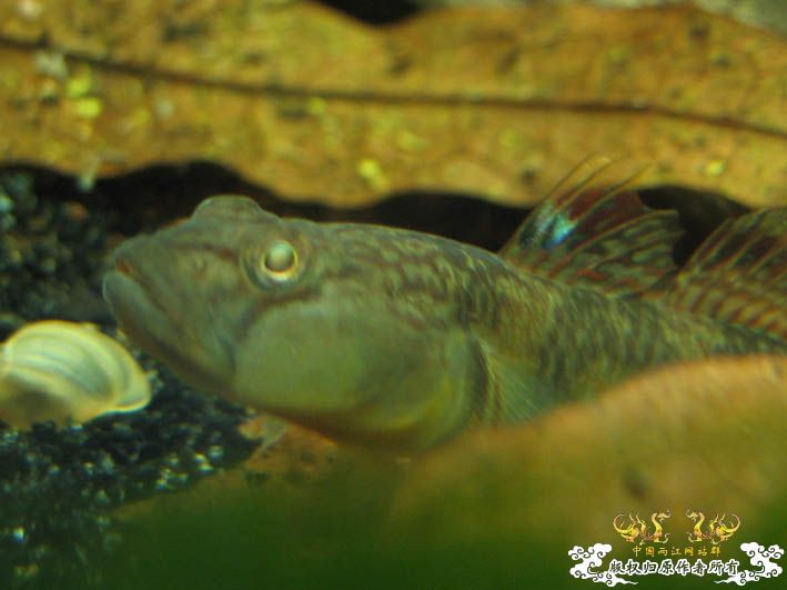 一组波氏+两张斑点攀鲈+几张缸景【CNFISH老帖重发】