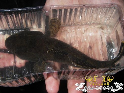 [求助]帮忙鉴定个虾虎~~