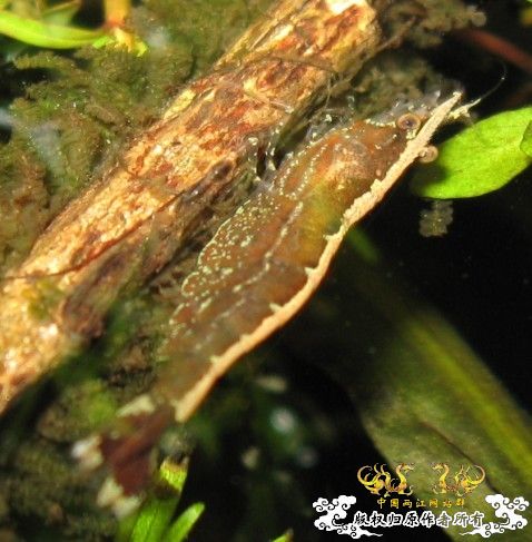 来点当地原生虾图...