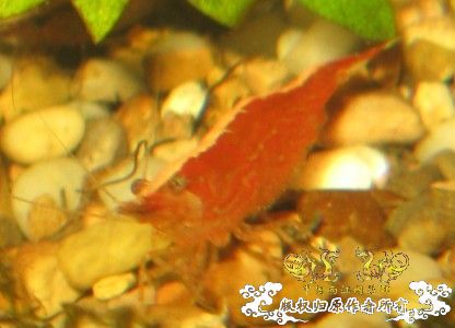 来点当地原生虾图...